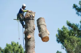 Удаление опасных деревьев