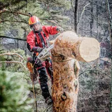 Безопасно спилить аварийное дерево с помощью альпинистов